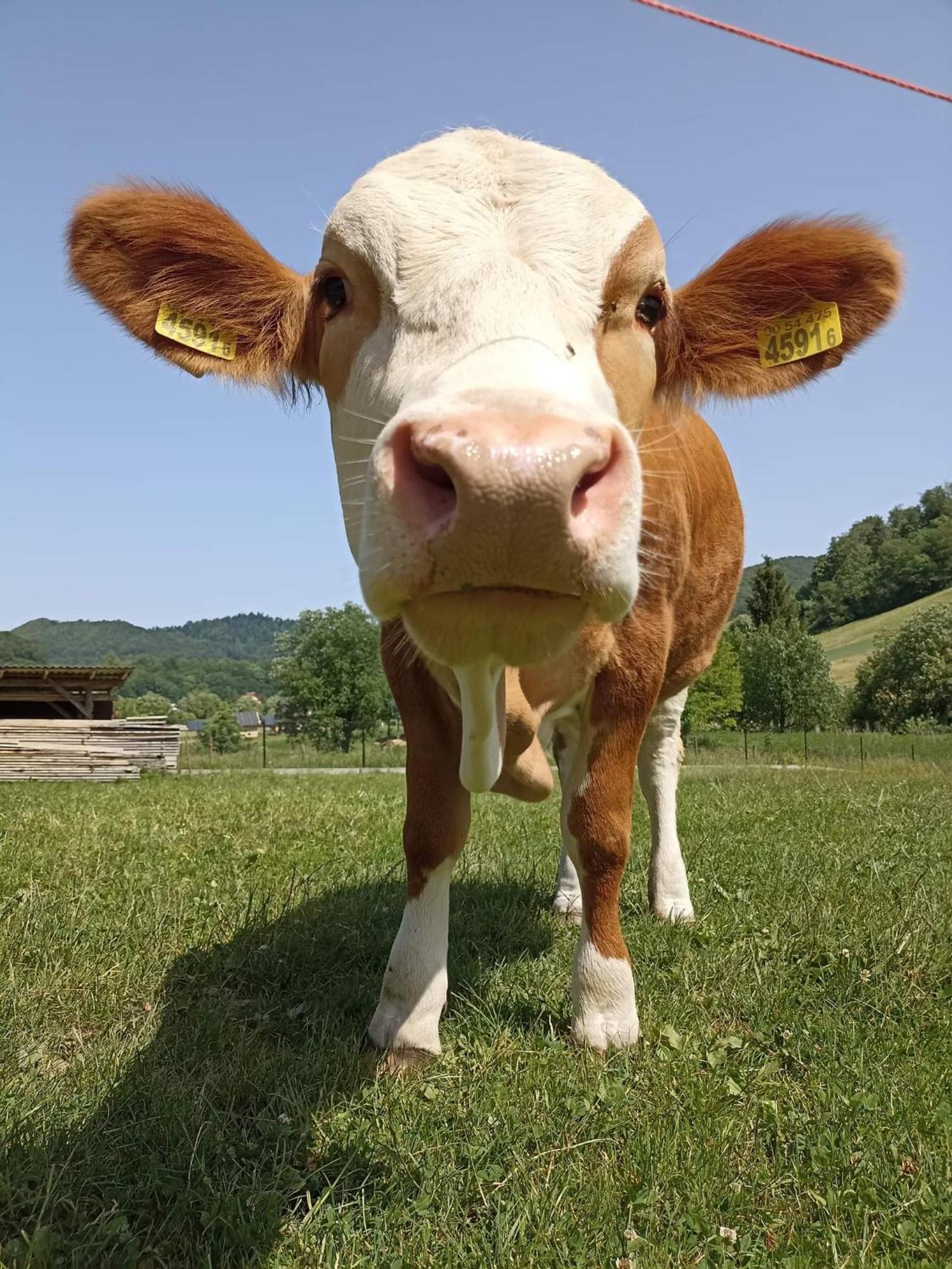 Agroturystyka Pod Bocianami Terka Polańczyk Zewnętrze zdjęcie